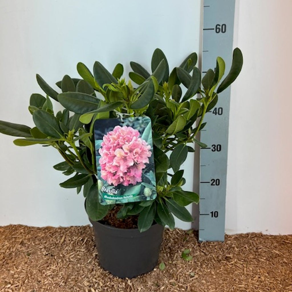 Rhododendron – Rhododendron (Y); 'Brasilia' - C5 30-40 CM